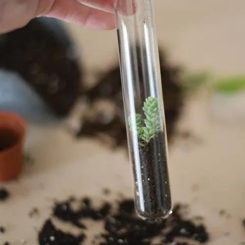 Fern Pencil Terrarium: Set of 5 Pencils