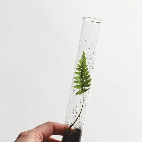 Fern Pencil Terrarium: Set of 5 Pencils