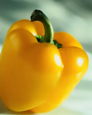 OSC Golden Calwonder Pepper Seeds (Bell Type) - Packet