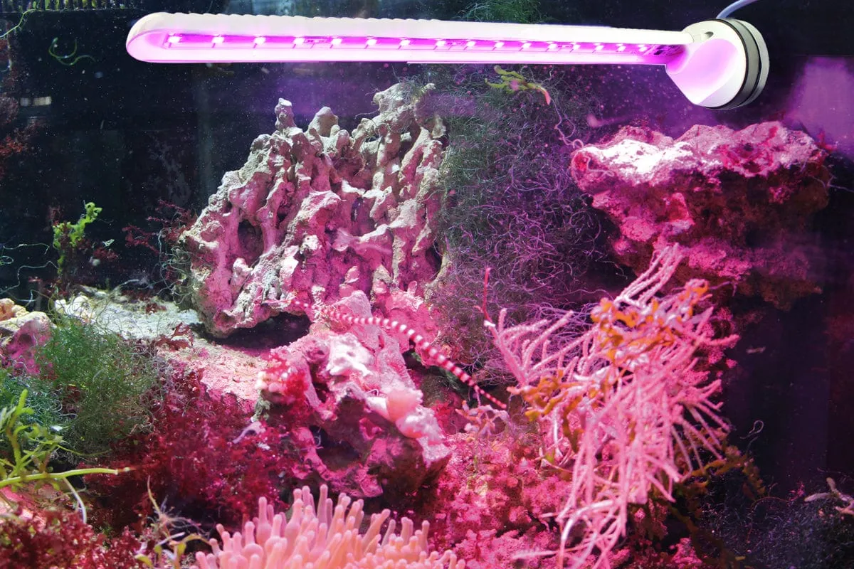 Tunze Eco Chic - Refugium 8831 LED Light (8831.000)