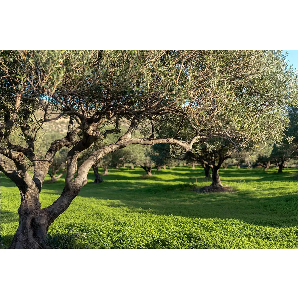 ZIRO Extra Virgin Olive Oil (500ml) - 100% Koroneiki
